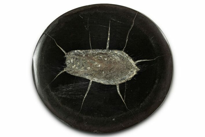 Polished Fish Coprolite (Fossil Poo) Nodule Half - Scotland #355205